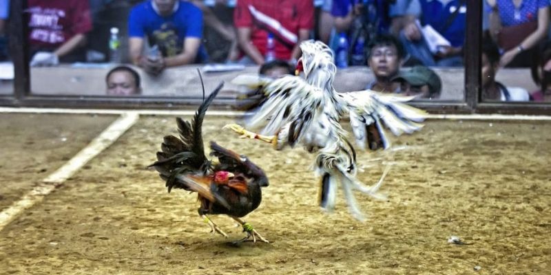 kuwin 789 qq88 bắn cá