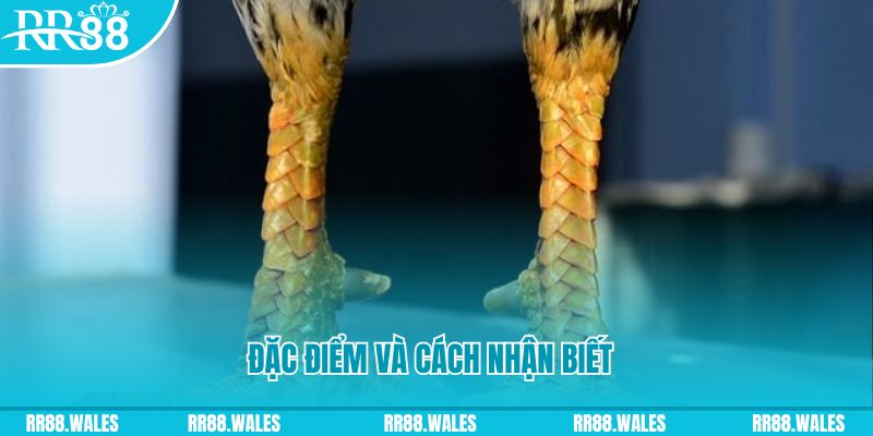 kuwin 789 trực tiếp đá gà campuchia