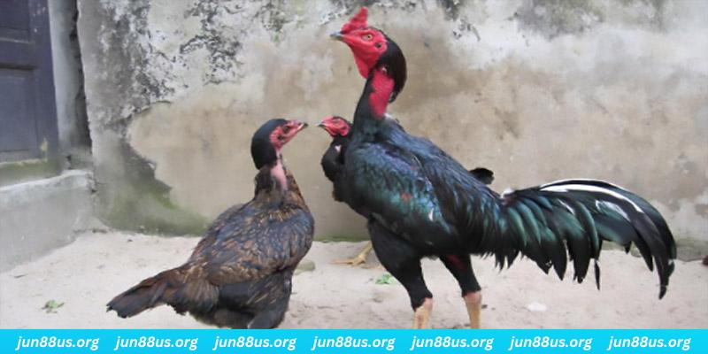kuwin 789 casino hồ tràm có cho người việt vào không